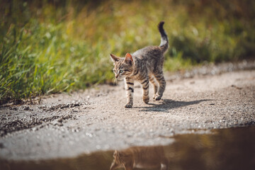 Obraz premium Beautiful baby wild kitten walking in nature