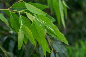 Close up eucalyptus green tree leaves with shining background.