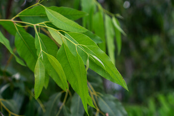Fototapeta na wymiar Close up eucalyptus green tree leaves with shining background.