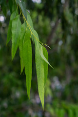 Close up eucalyptus green tree leaves with shining background.