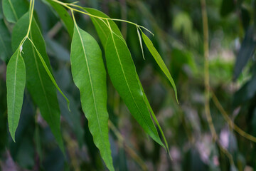 Close up eucalyptus green tree leaves with shining background.