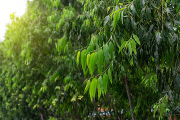 Close up eucalyptus green tree leaves with shining background.