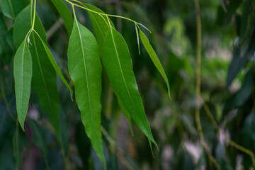 Close up eucalyptus green tree leaves with shining background.