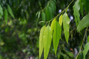 Close up eucalyptus green tree leaves with shining background.