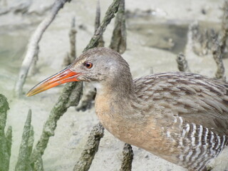 Rallus longirostris