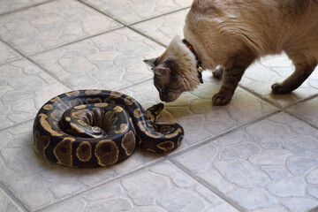 Bold cat sniffing a snake. Ball python and siamese kitten impossible friendship. 