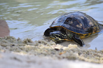 Florida redbelly turtle, also called red-bellied cooter on a sand beach in Florida. Fresh water reptile found in Florida, South Carolina and Georgia. They make great pets