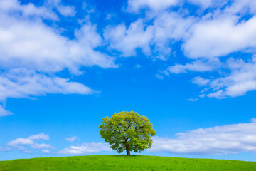 Fototapeta na wymiar 草原と青空に一本の木