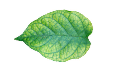 Leaves in isolated mode. Suitable for use as a graphic resource, wallpaper, basic material for greeting cards, wedding invitations, postcards and other's