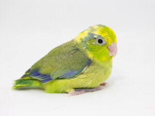 Selective focus of forpus parrotlet newborn bird studio shot on white background