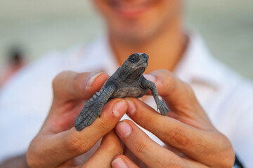 Liberación de Tortugas en las Costas de Oaxaca, México, eclosionar