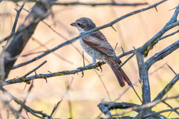 Juvenile Red-backed Shrike sitting on a tree branch.