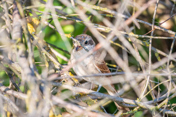 Juvenile Red-backed Shrike sitting on a tree branch.