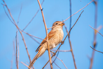 Juvenile Red-backed Shrike sitting on a tree branch.