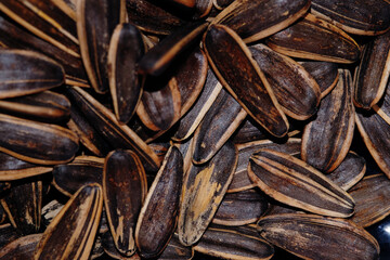 Macro texture of sunflower seed