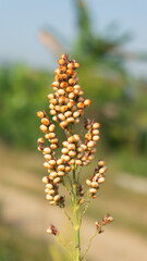 Broom corn Sorghum Millet . Field of broom corn. Field of Sorghum Millet