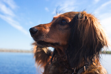 Red long haired dachschund walking on a pier on lake portarit