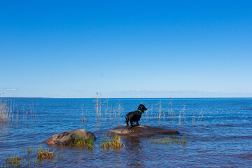 Black dachshund standing on rocks in blue water, weiner dog on lake