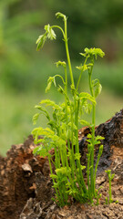 Obraz premium Samanea saman shoots, which grow from the trunk of a fallen tree. This plant is a long-lived tree species. With a hard wood texture suitable for furniture