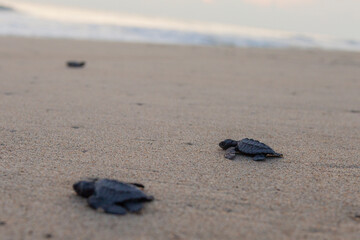 Liberación de Tortugas en las Costas de Oaxaca, México