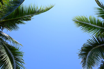 coconut trees on beach, natural background