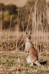 Eastern Grey Kangaroo with ears pricked and standing in the grazing fields of Eurobodalla National Park