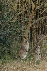 Eastern Grey Kangaroo with ears pricked and standing in the grazing fields of Eurobodalla National Park