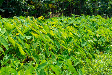 Colocasia, elephant ear plant