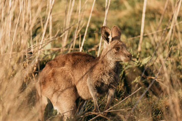 Eastern Grey Kangaroo with ears pricked and standing in the grazing fields of Eurobodalla National Park