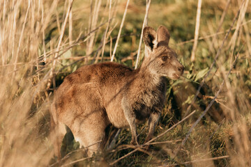 Eastern Grey Kangaroo with ears pricked and standing in the grazing fields of Eurobodalla National Park