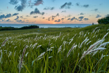 field of grass