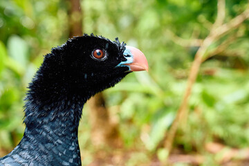 close up of a peacock head