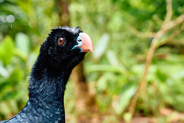 close up of a bird