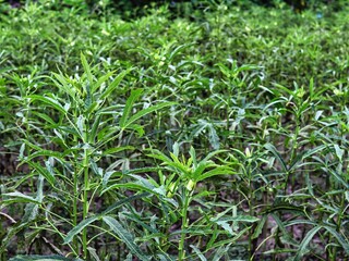 green plantation, ladyfinger