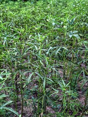 green plantation, ladyfinger