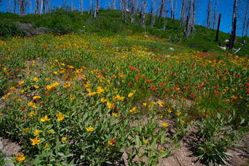 mountain wild flowers
