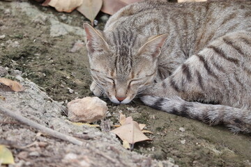 A pet cat closing eyes lying on the ground and sleeping