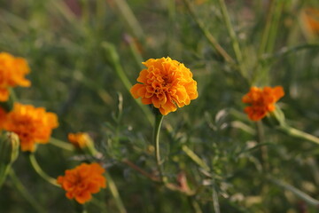 Yellow flower of marigold blossomed in the garden