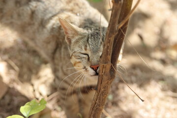 A cat smell the trunk of a small tree