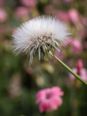 Dandelion with pink and green garden background