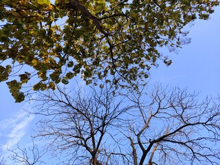 branches against blue sky