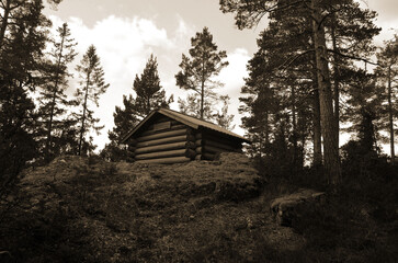 Forest on a summer day in Central Norway