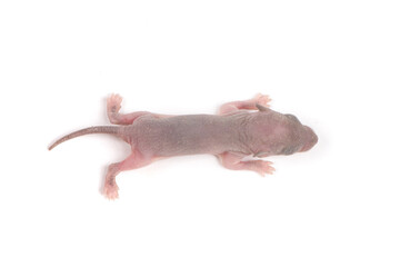 Single new born mouse baby isolated on white background.