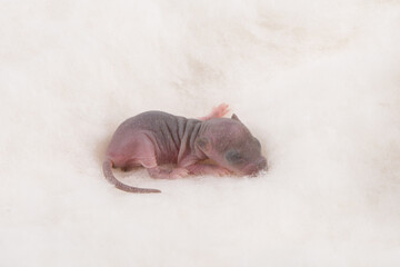single new born mouse baby isolated on white background.
