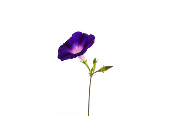 vivid blue and purple flowers of morning glory isolated on white background