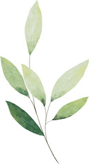 Watercolor Green Leaves Elements