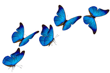 blue morpho butterfly - obrazy, fototapety, plakaty
