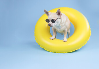  brown short hair chihuahua dog wearing sunglasses, standing in yellow swimming ring, looking down at copy space,  isolated on blue background.