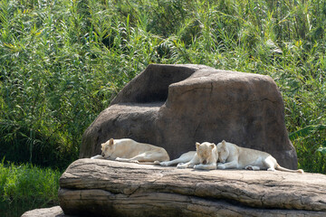 Panthera leo krugeri white lionesses resting on large stones, three white lionesses, mexico