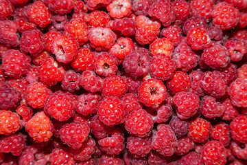 A lot of ripe raspberries, close-up, top view.